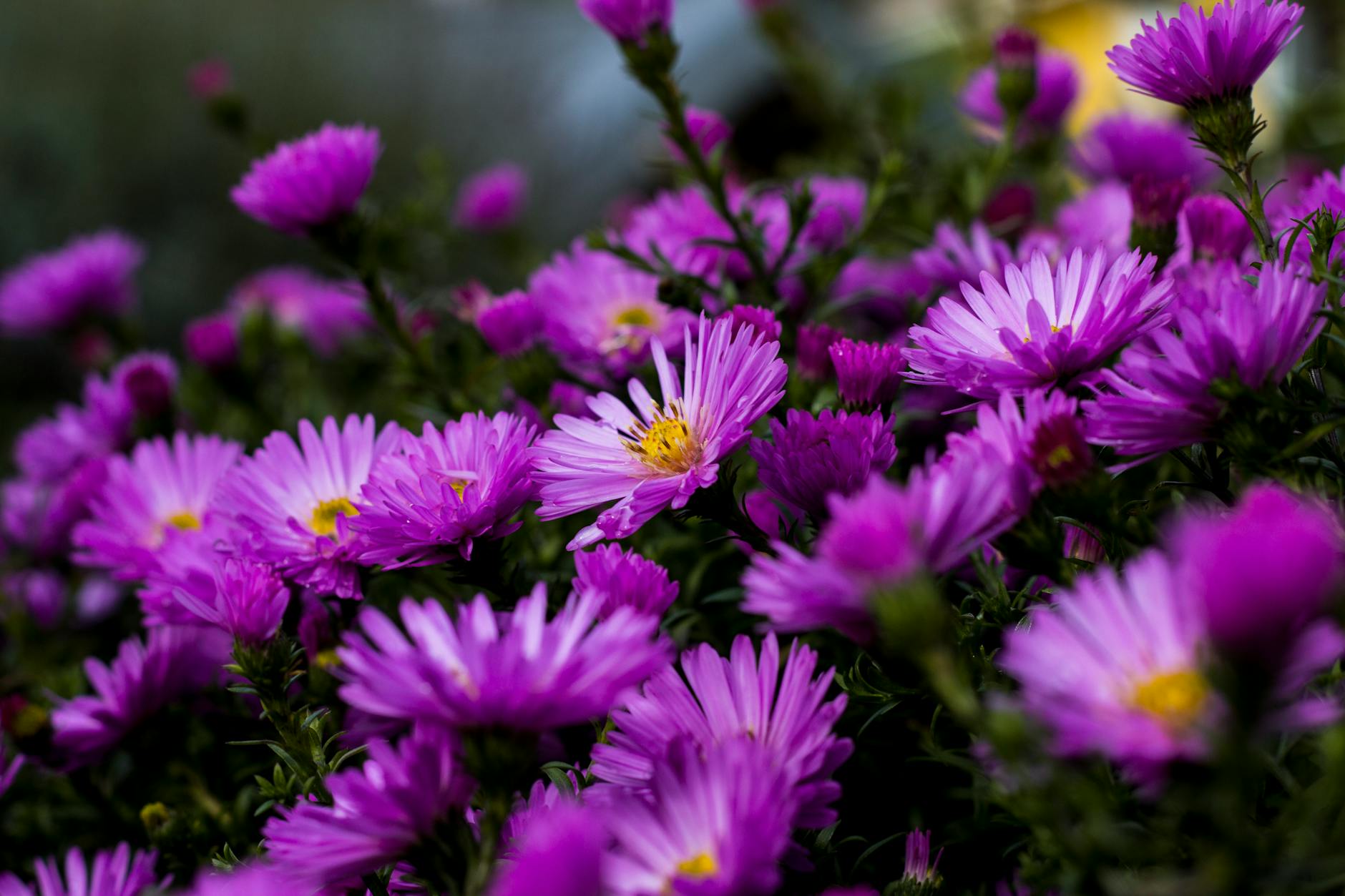 pink flowers